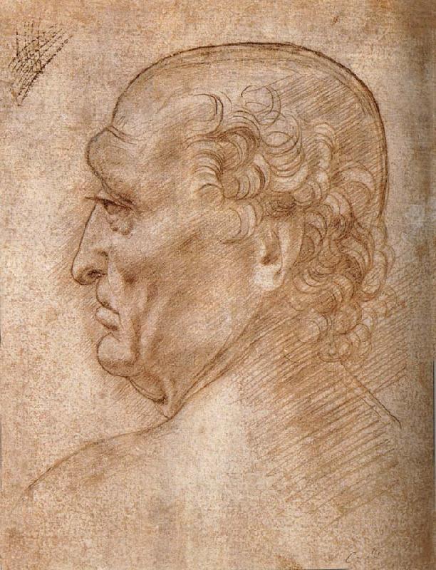 Master of the Pala Sforzesca, profile of an old man, LEONARDO da Vinci